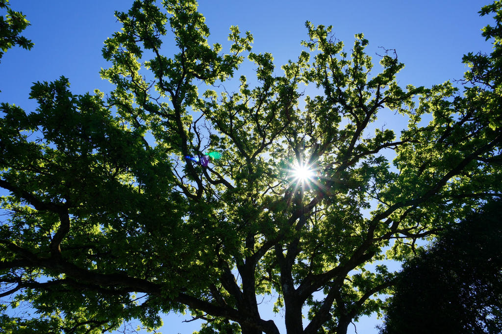 Tree Shine Tree shine by Belllilly on DeviantArt