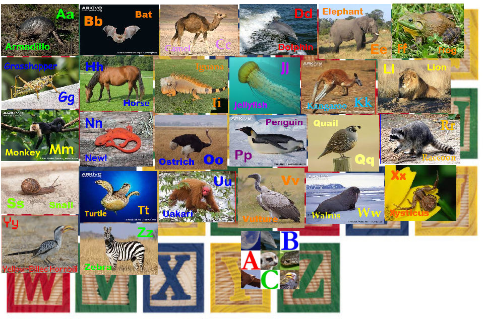 The Wiki Jr. Animal Alphabet by davinay on DeviantArt