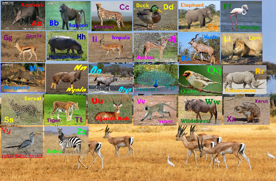 African Animal Alphabet African Animal Alphabet