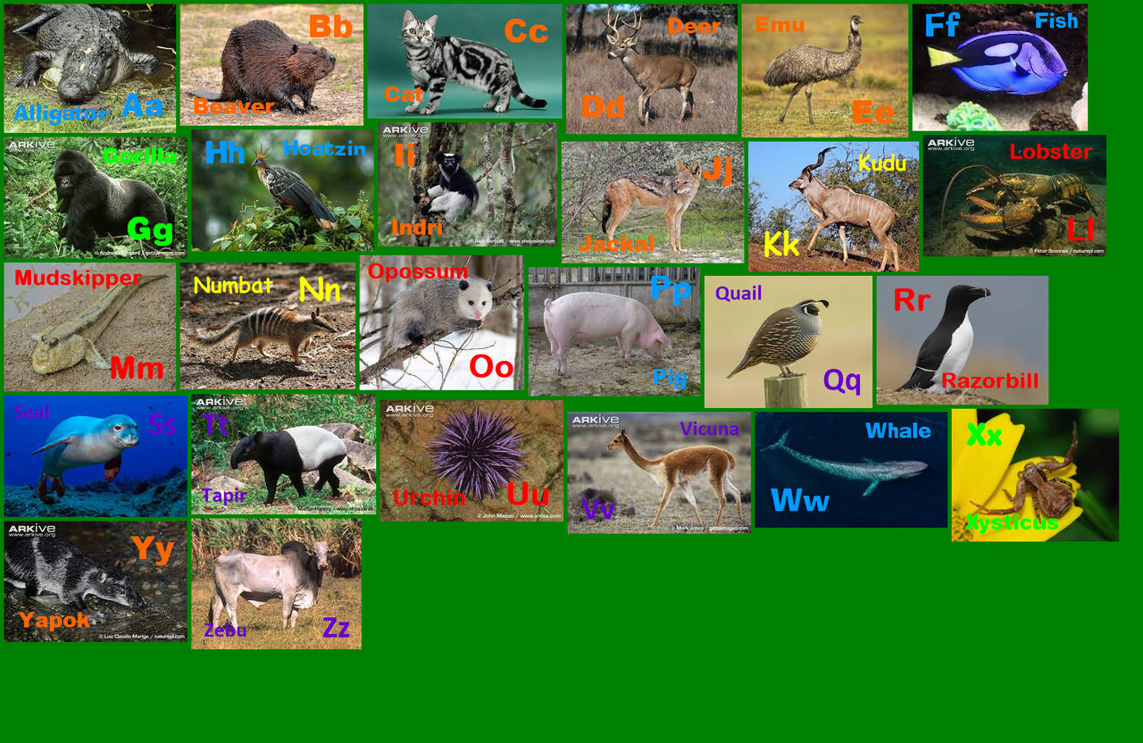 Animal Alphabet 6 by davinay on DeviantArt