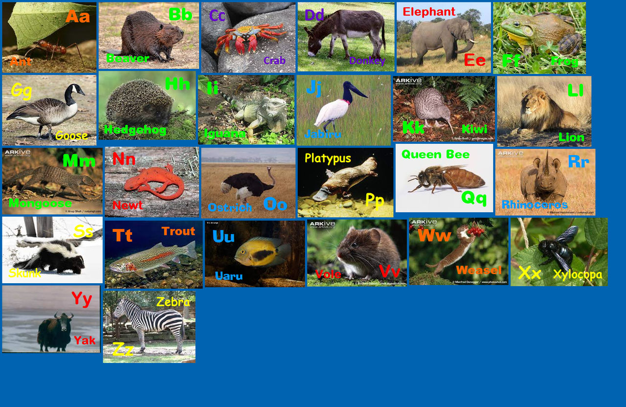 All Animals Deviantart Animal Alphabet 24 by davinay on DeviantArt