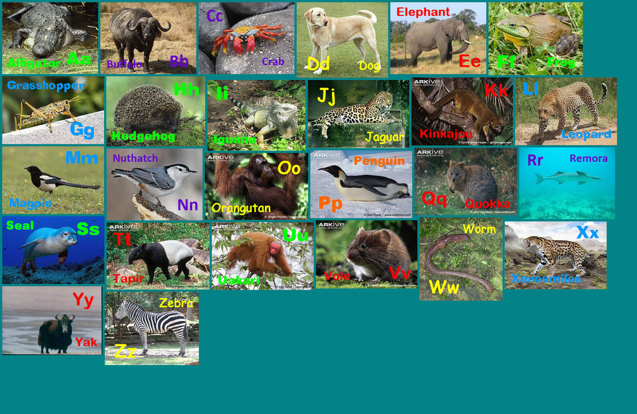 All Animals Deviantart Animal Alphabet 25 by davinay on DeviantArt
