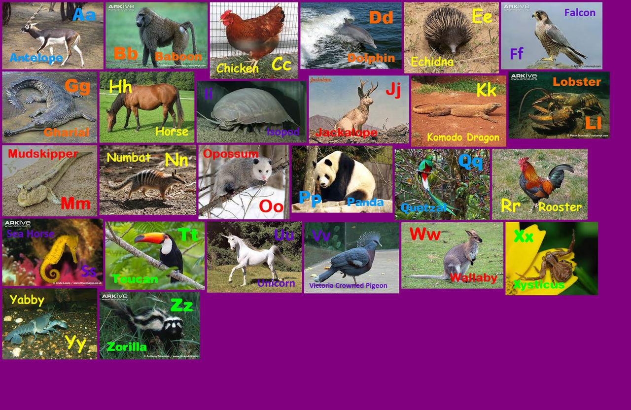 All Animals Deviantart Animal Alphabet 27 by davinay on DeviantArt