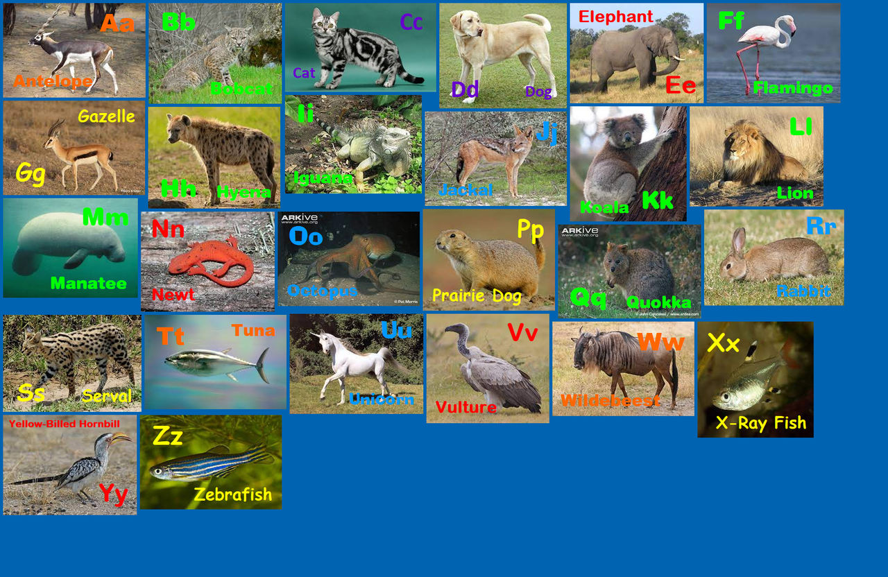 All Animals Deviantart Animal Alphabet 34 by davinay on DeviantArt
