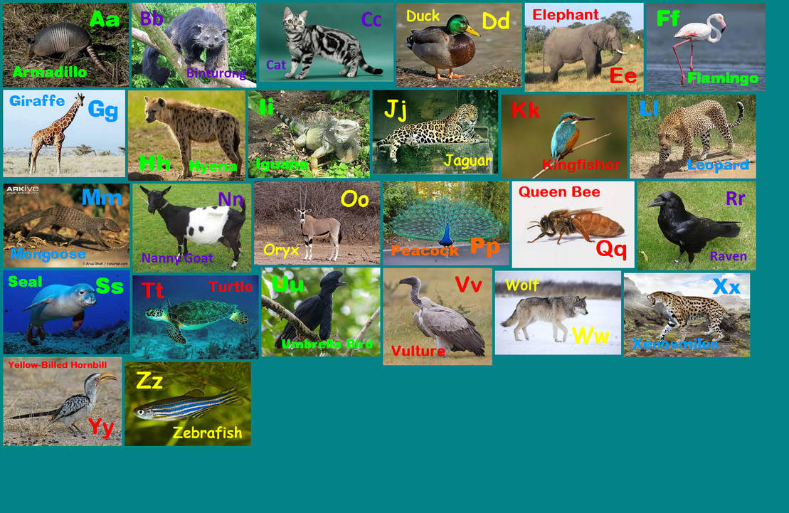Animal Alphabet 35 by davinay on DeviantArt