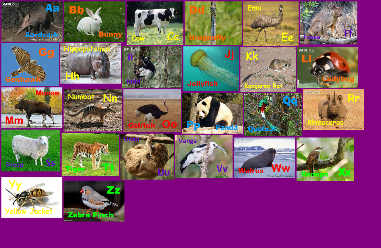 Animal Alphabet 37 by davinay on DeviantArt