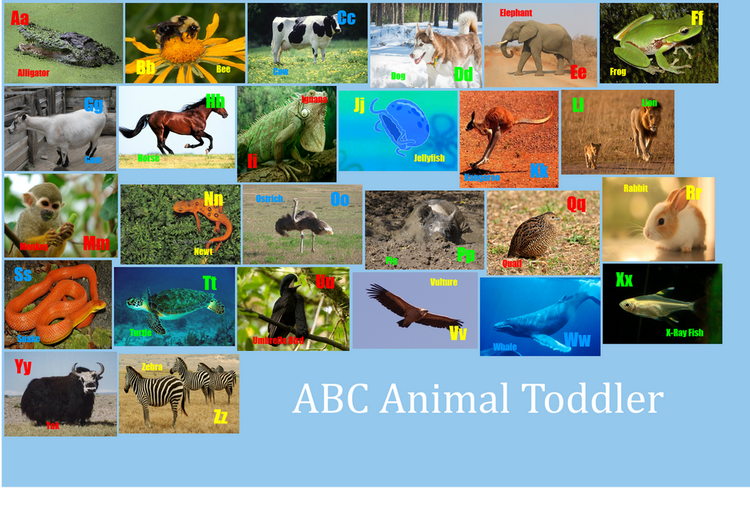Abc Animal Control ABC Animal Toddler by davinay on DeviantArt