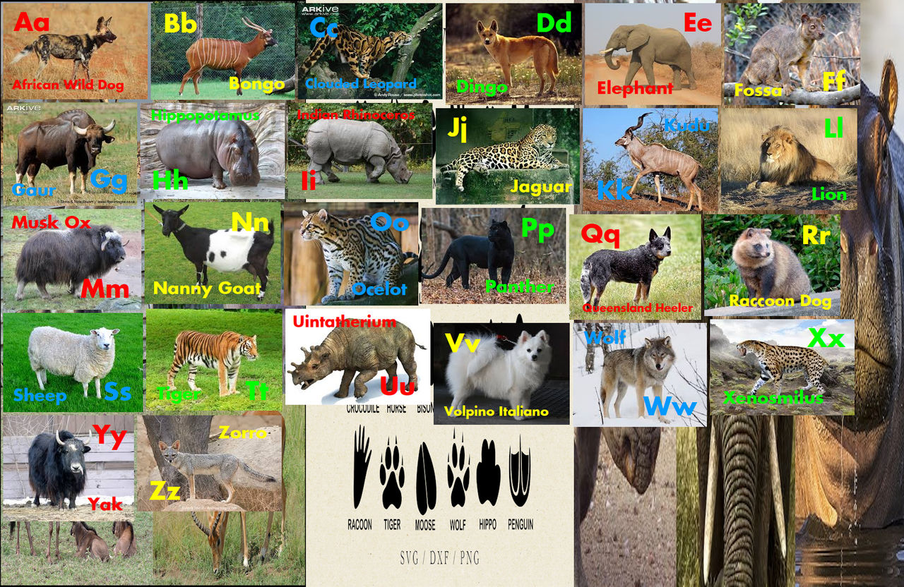 Pawed Pachyderms, Pawed Animals, and Bovids ABC's by davinay on DeviantArt