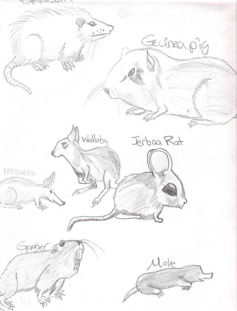 Rodent System.drawing Rodent study by wizardofall on DeviantArt