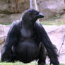 Gorilla, Crow Fusion