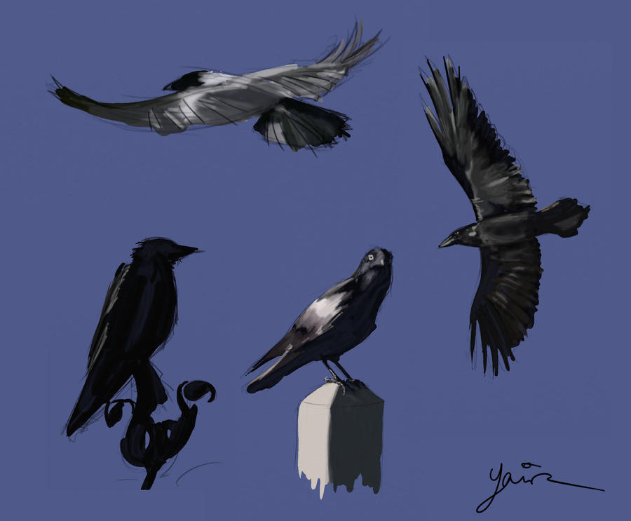 Raven study by YairMor on DeviantArt