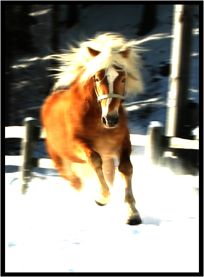 Haflinger