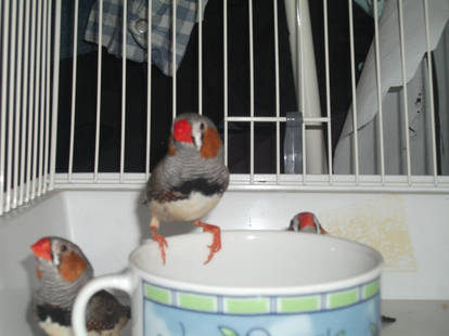 Zebra Finch and a Tiny Teacup