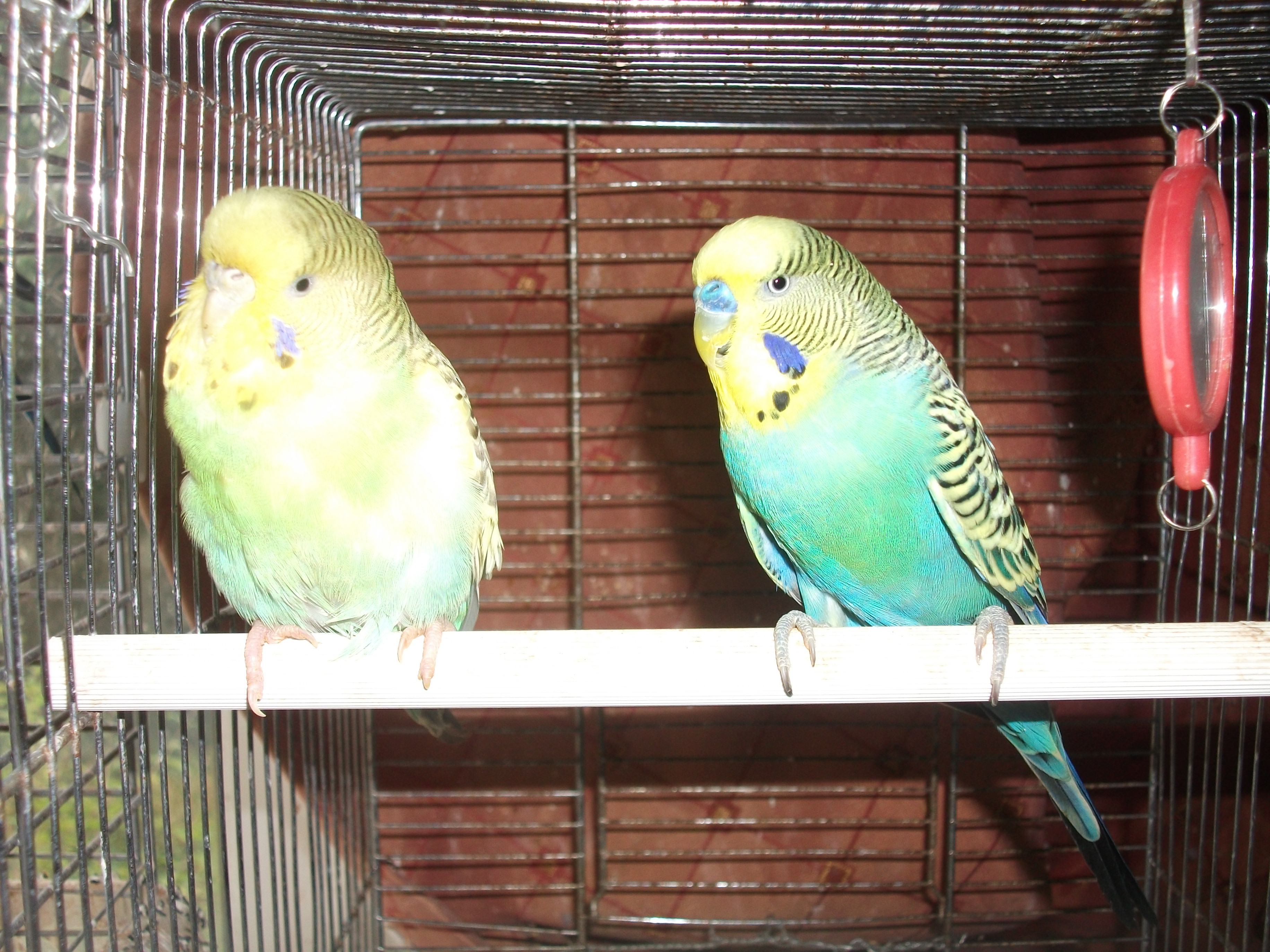 New Little Budgies