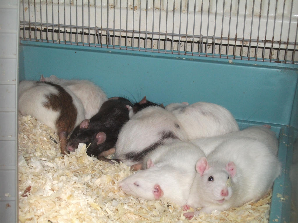 A bunch of sleepy fancy rats by Miku-Nyan02 on DeviantArt