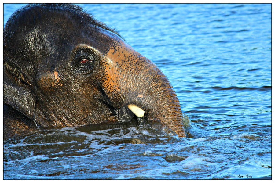 Elephant swim