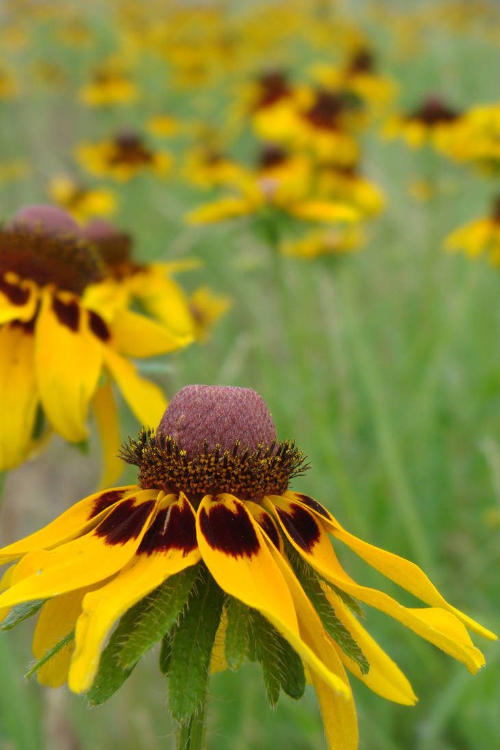 Prairie Color Prairie colors by borfobulous on DeviantArt
