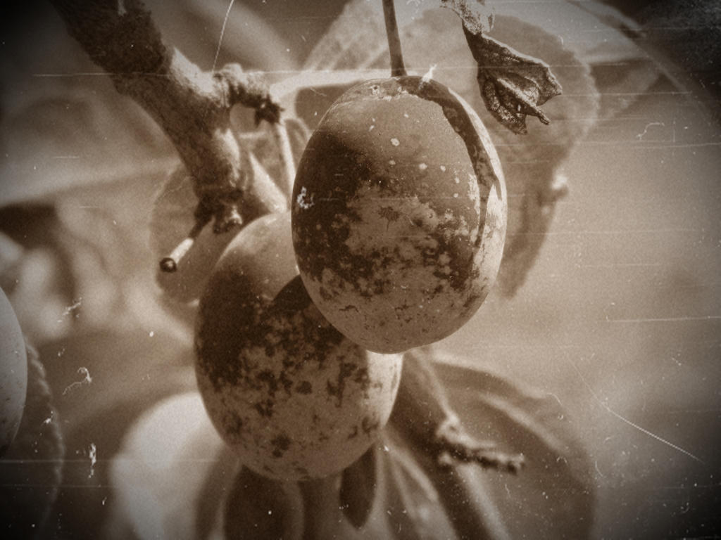 Two plums (sepia)