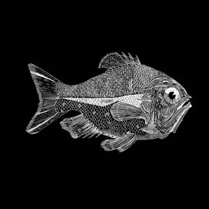Fish300blackfish