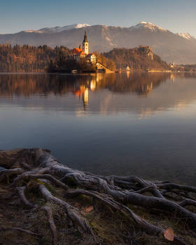 Bled roots