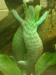 Lizard Love