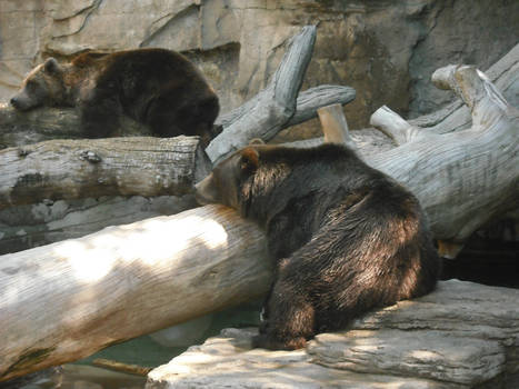 Bears