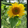 sunflower1