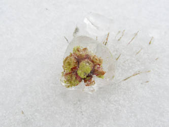 Frozen Bud