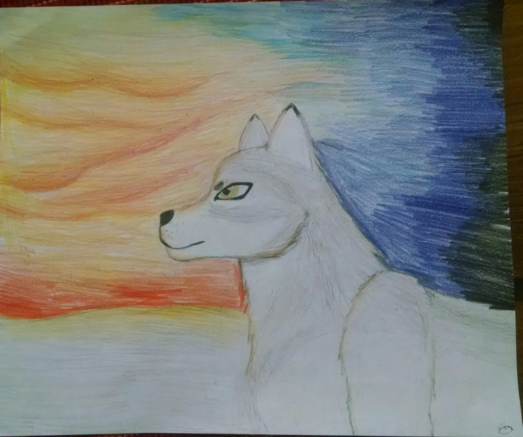 Wolf at Sunset