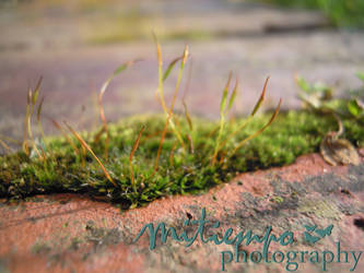 Moss