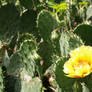 Flower in the Cactus