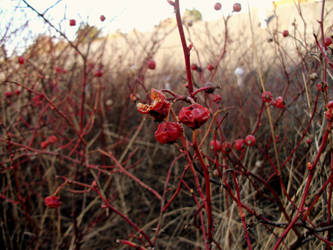 Berry dreams