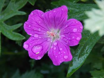 Raindrops on my Shoulder