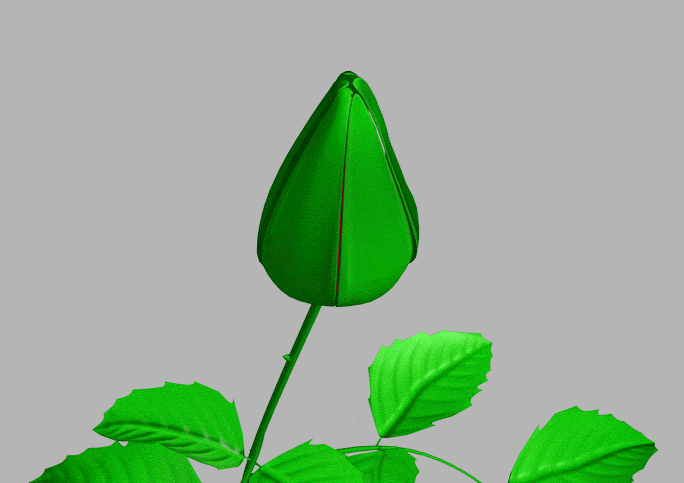 Animated Blooming 3D Rose Flower Model by DOF-New on DeviantArt Animated Blooming 3D Rose Flower Model by DOF-New on DeviantArt