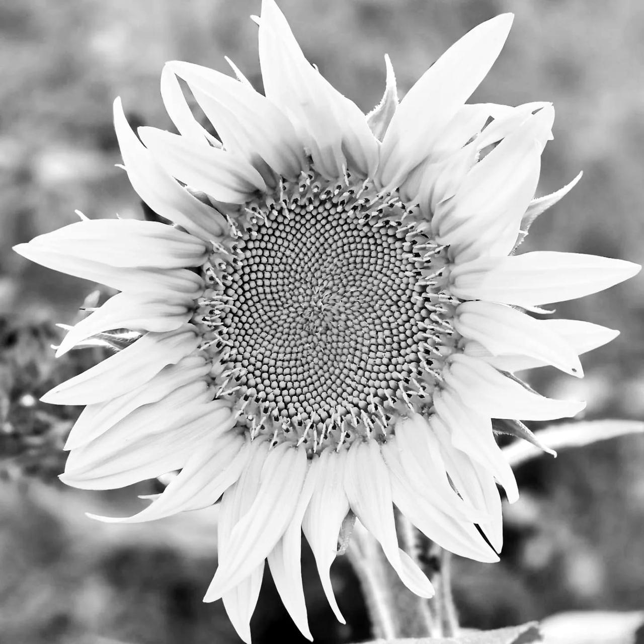 Melancholy By Fotografiedebutantin On DeviantArt melancholy-by-axon-terminal-on-deviantart
