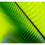 GreenS