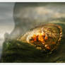 Elder Flame