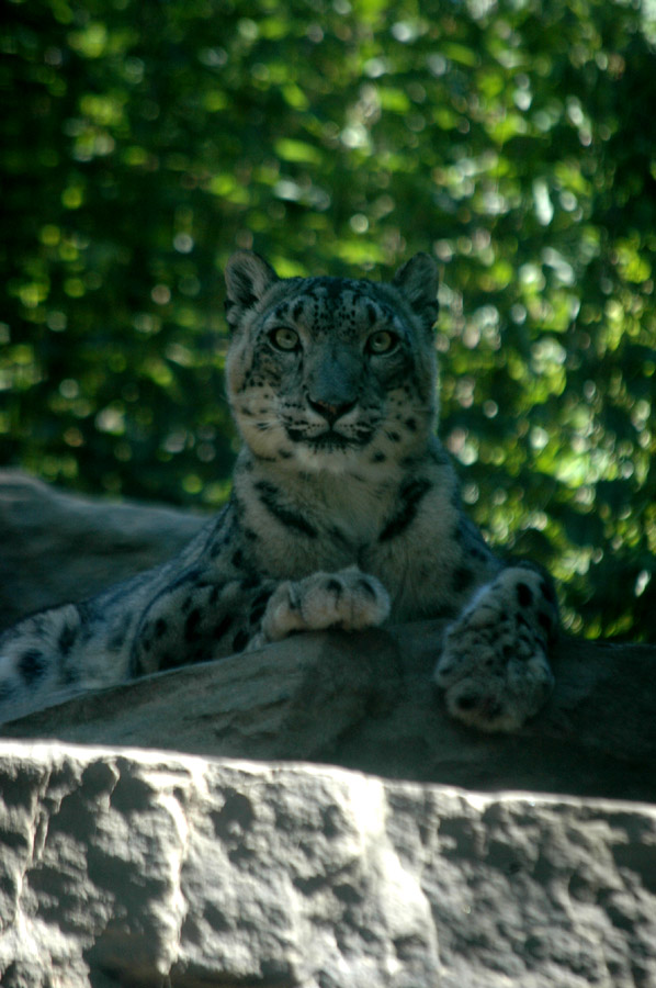 Snow Leopard