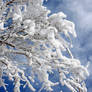 AthenaStock: Snowy Branches 11