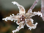 AthenaStock: Hoarfrost 7 by AthenaStock