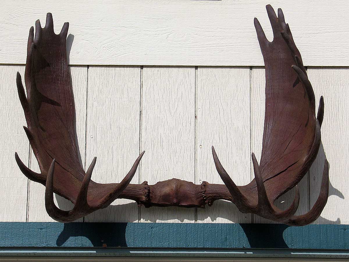 AthenaStock: Antlers Front