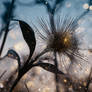Echoes of a Forgotten Star