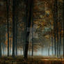 .STOCK - Cinematic Forest Environments