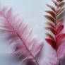 .STOCK - Plants and Leaves Collection