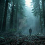 .STOCK - Mist-Covered Dark Pine Forest
