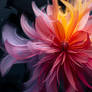 The Saffron Serenade