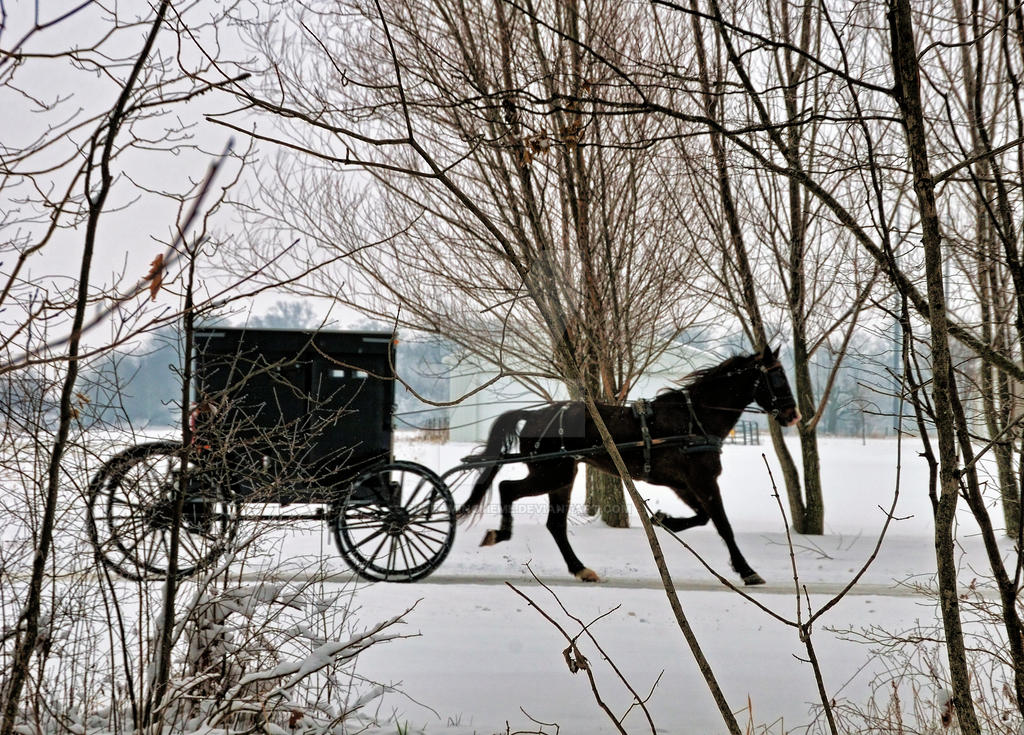 Amish Buggy in Winter