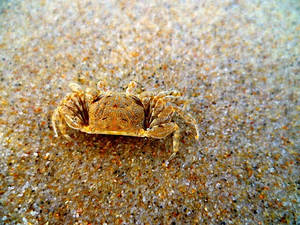 Gary the Crab