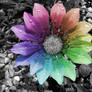 Rainbow Flower