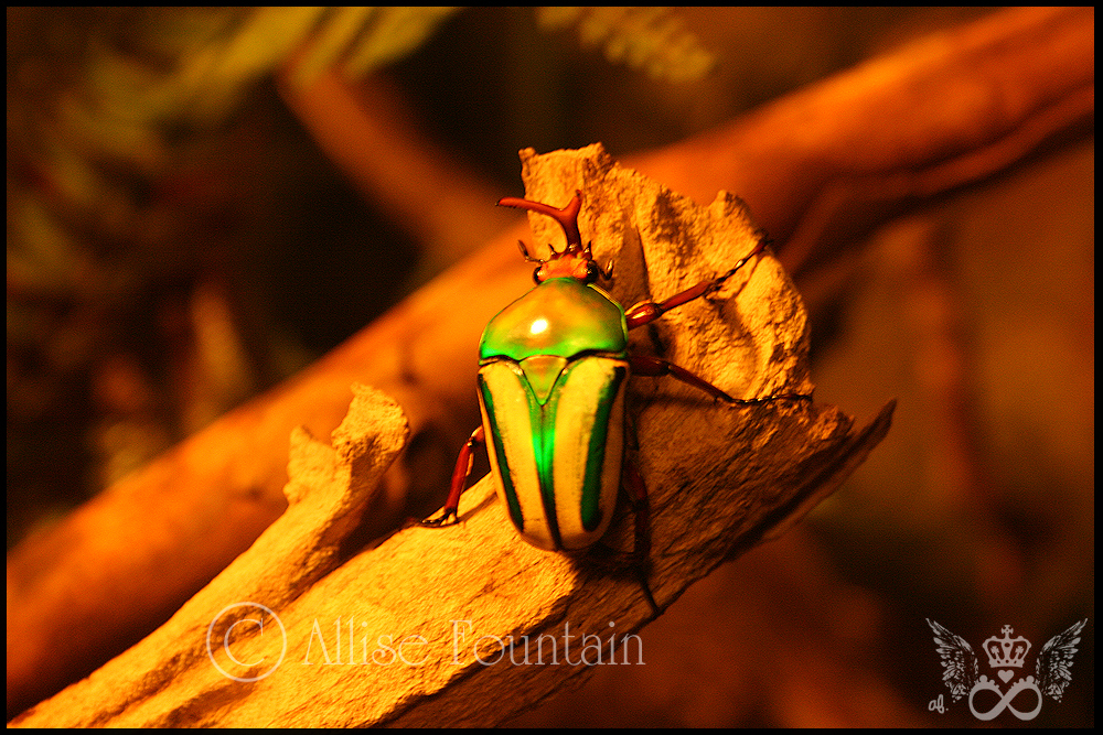 Beetle Buggy's Shiny Trunk